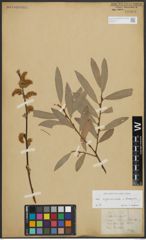 Foto von Salix appendiculata Vill. x Salix eleagnos Scop.